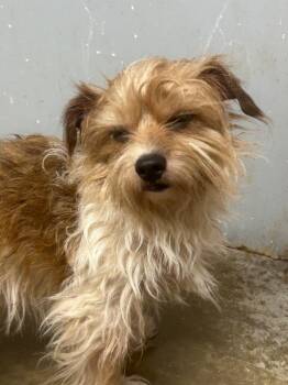 Bolt -  Mixed Breed and Terrier Dog for Adoption in Lockhart, Texas - Bolt | PetCurious