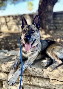 Rescue German Shepherd Dog and Pit Bull Terrier Dogs for Adoption - Nina | PetCurious