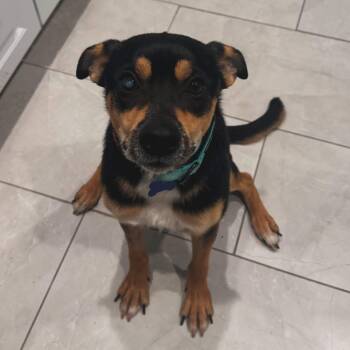 Shepherd and Hound Dogs Available for Adoption in West Falls, New York - Barney | PetCurious