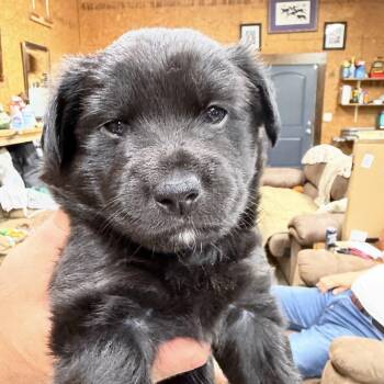 Labrador Retriever Dogs Available for Adoption in Heber Springs, Arkansas - Ashley | PetCurious