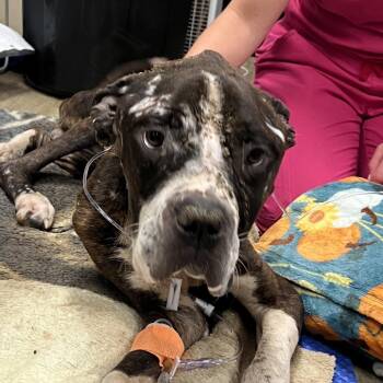 Tapper -  Cane Corso and American Bulldog Dog for Adoption in East St. Louis, Illinois - Tapper | PetCurious