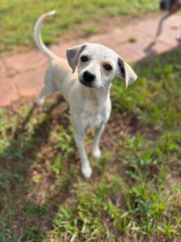 Hazel Rose -  Chihuahua and Terrier Dog for Adoption in Saugus, Massachusetts - Hazel Rose | PetCurious