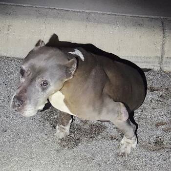 DOLLIE -  American Staffordshire Terrier Dog for Adoption in San Antonio, Texas - DOLLIE | PetCurious