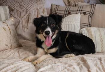 She-Ra -  Border Collie Dog for Adoption in West Peoria, Illinois - She-Ra | PetCurious