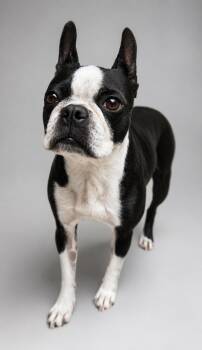 Rhea -  Boston Terrier Dog for Adoption in Navarre, Florida - Rhea | PetCurious