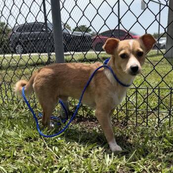 My My -  Chihuahua and Corgi Dog for Adoption in Hobe Sound, Florida - My My | PetCurious