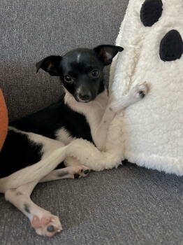 Rescue Chihuahua Dogs for Adoption in San Diego, California - Cookie | PetCurious