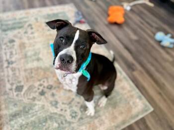 Pit Bull Terrier and Staffordshire Bull Terrier Dogs Available for Adoption - UziBoo Berry Bounce House | PetCurious