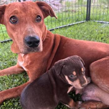 Gypsy -  Mixed Breed Dog for Adoption in Tupelo, Mississippi - Gypsy | PetCurious