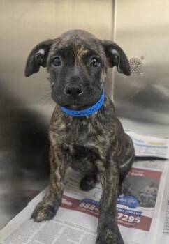 Pit Bull Terrier and Mixed Breed Dogs Available for Adoption in Westland, Michigan - Fionn | PetCurious