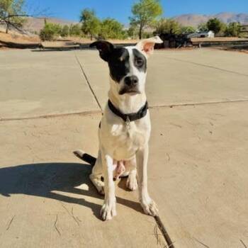 Wilbur -  Pit Bull Terrier and American Staffordshire Terrier Dog for Adoption in Los Angeles, California - Wilbur | PetCurious