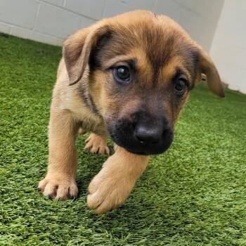Rocky Road 8493 -  Mixed Breed Dog for Adoption in Loxahatchee Groves, Florida - Rocky Road 8493 | PetCurious