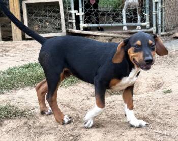 Teddy - hound litter of 9 -  Hound Dog for Adoption in Horn Lake, Mississippi - Teddy - Hound Litter Of 9 | PetCurious