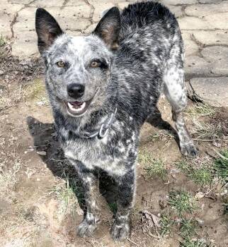 Australian Cattle Dog Blue Heeler Dogs Available for Adoption - Henry (2026) | PetCurious