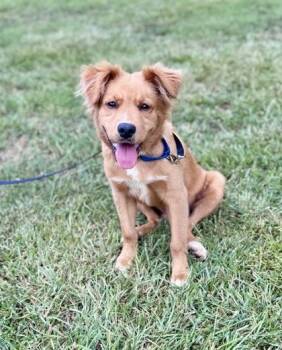 Hunley -  Golden Retriever and Mixed Breed Dog for Adoption in Watkinsville, Georgia - Hunley | PetCurious