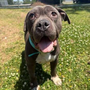 Mastiff and Terrier Dogs Available for Adoption in Wilmington, North Carolina - Virgil | PetCurious