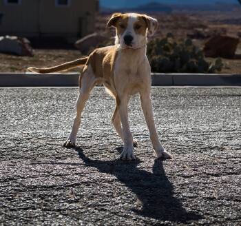 Australian Cattle Dog Blue Heeler and Hound Dogs Available for Adoption in Fort Collins, Colorado - Mike | PetCurious