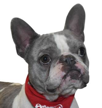 French Bulldog Dogs Available for Adoption - Truant | PetCurious