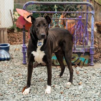 Labrador Retriever Dogs Available for Adoption - Tobias | PetCurious