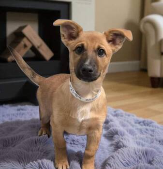 Rescue Chihuahua Dogs for Adoption in Lexington, Kentucky - Bear | PetCurious