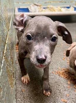 Rescue Pit Bull Terrier Dogs for Adoption in Eagle, Idaho - Suzette **Courtesy Post. Out Of Town Pet. See Below For Details* | PetCurious