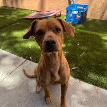 Kangaroo -  Terrier Dog for Adoption in Fresno, California - Kangaroo | PetCurious