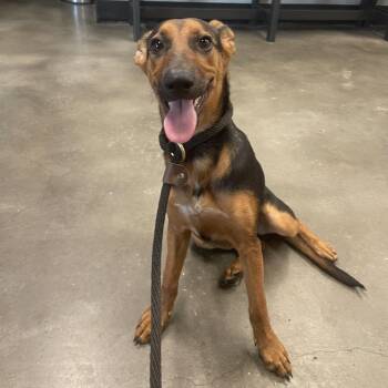 Daphne -  Doberman Pinscher and Mixed Breed Dog for Adoption in Tampa, Florida - Daphne | PetCurious