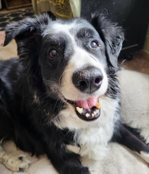 Freckles -  Border Collie Dog for Adoption in Winnipeg, Manitoba - Freckles | PetCurious