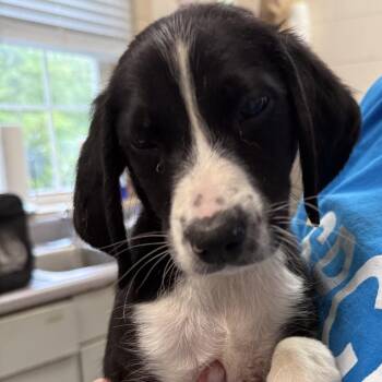 Labrador Retriever and Hound Dogs Available for Adoption in Troy, Virginia - Winter | PetCurious