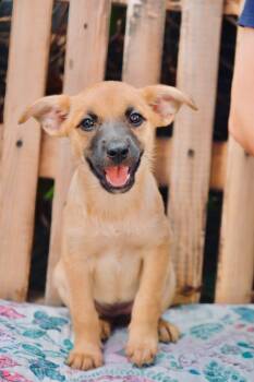 Blair -  German Shepherd Dog and Chiweenie Dog for Adoption in San Diego, California - Blair | PetCurious