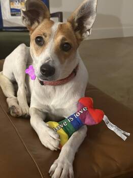 Summer -  Jack Russell Terrier Dog for Adoption in Austin, Texas - Summer | PetCurious