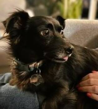 Harvey -  Chihuahua and Papillon Dog for Adoption in Tracy, California - Harvey | PetCurious