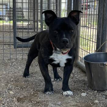 Roxy -  Mixed Breed and Pit Bull Terrier Dog for Adoption in Taos, New Mexico - Roxy | PetCurious