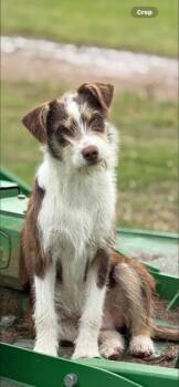 Tucker -  Wirehaired Terrier and Wire Fox Terrier Dog for Adoption in Battle Creek, Michigan - Tucker | PetCurious