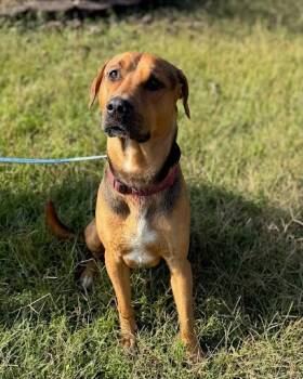 Rescue Hound and Mixed Breed Dogs for Adoption in Columbia, South Carolina - LeRoy | PetCurious