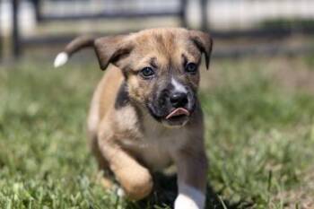 Mixed Breed Dogs Available for Adoption in West Chester, Pennsylvania - Mantis | PetCurious
