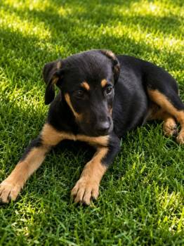 Claire - "C" litter -  Labrador Retriever Dog for Adoption in Ocean Township, New Jersey - Claire - "C" Litter | PetCurious