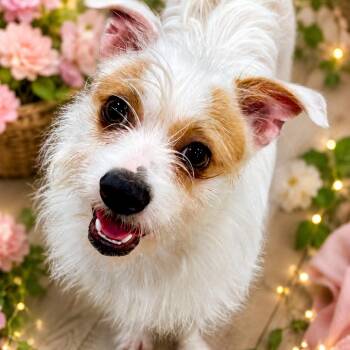 RINGO (668) -  Terrier and Mixed Breed Dog for Adoption in Indiantown, Florida - RINGO (668) | PetCurious