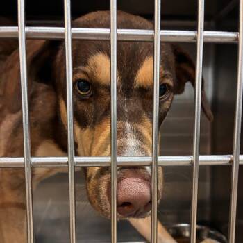 Woody -  Mountain Cur and Mixed Breed Dog for Adoption in Abilene, Texas - Woody | PetCurious