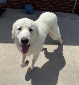 Bo -  Great Pyrenees Dog for Adoption in New Canaan, Connecticut - Bo | PetCurious
