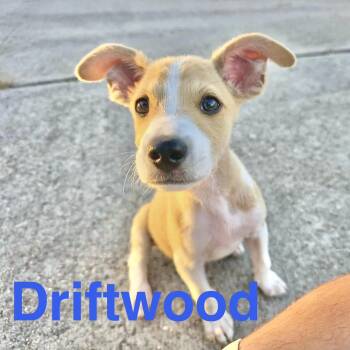 Driftwood -  Jack Russell Terrier Dog for Adoption in Austin, Texas - Driftwood | PetCurious