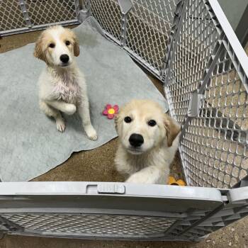 Ariel -  Mixed Breed and Great Pyrenees Dog for Adoption in Skokie, Illinois - Ariel | PetCurious