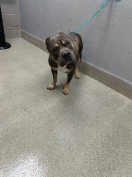 LEAF -  Pit Bull Terrier Dog for Adoption in Las Vegas, Nevada - LEAF | PetCurious