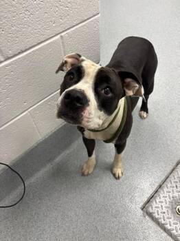 SHELL -  Pit Bull Terrier Dog for Adoption in Indianapolis, Indiana - SHELL | PetCurious