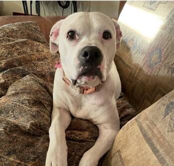 Dahlia -  Pit Bull Terrier Dog for Adoption - Dahlia | PetCurious