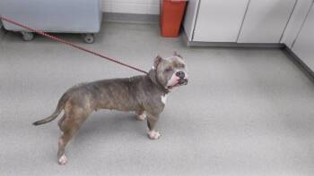 Rescue English Bulldog and Mixed Breed Dogs for Adoption in Omaha, Nebraska - STRUT | PetCurious