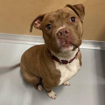 Mixed Breed Dogs Available for Adoption - Ariel | PetCurious