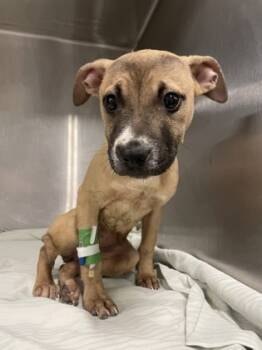 Rescue Mixed Breed Dogs for Adoption in Cincinnati, Ohio - Peach | PetCurious