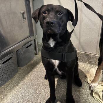 IVHS-Stray-140650 -  Pit Bull Terrier Dog for Adoption in San Gabriel, California - IVHS-Stray-140650 | PetCurious