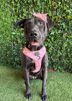 Chocolate Labrador Retriever and Mixed Breed Dogs Available for Adoption - Ashley | PetCurious